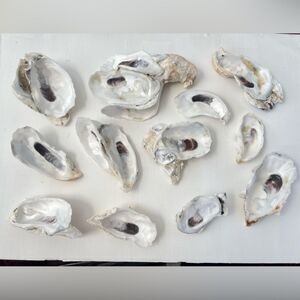 Raw Oyster Shell Clusters and Singles Bundle